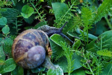 Escargot gris dans le jardin