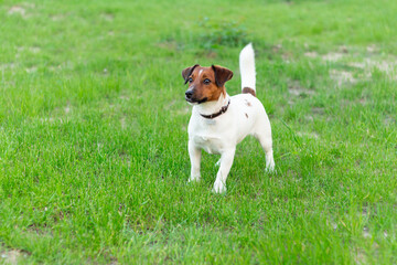Adorable small active little smart dog Jack Russell terrier playing with a boy.