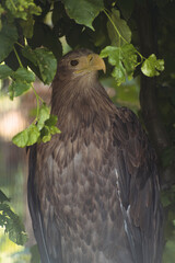 wild bird sitting on a tree