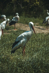 stork stands in the field
