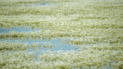 many white flowers bloomed on the surface of the water in the lake
