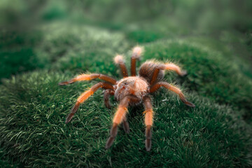brachypelma emilia on a moss