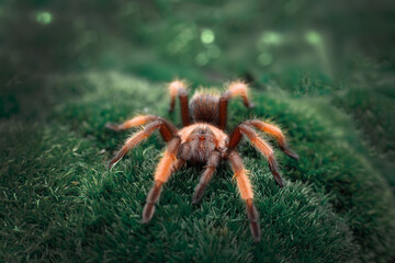 brachypelma emilia adult on a moss