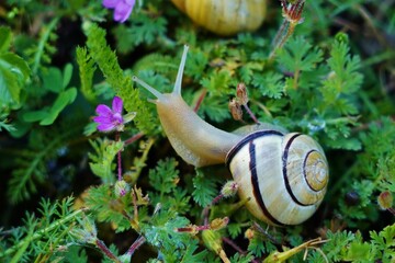 Un escargot dans le jardin