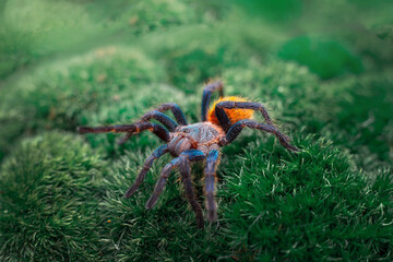 chromatopelma cyaneopubescens on a moss