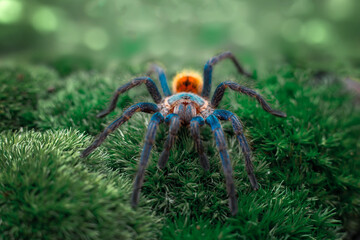 chromatopelma cyaneopubescens on a moss