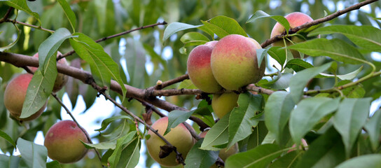 ripe peaches on a tree, close-up, as texture for background