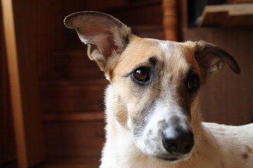 Obraz premium dog