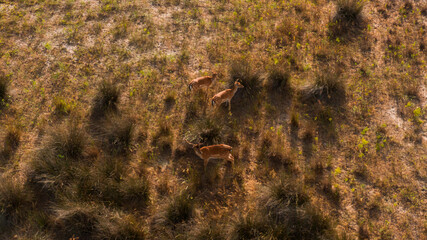 A herd of fallow deer is running in the pasture. Beautiful wildlife scenery of roe deer from above. Drone using to overview number of many deer pieces.