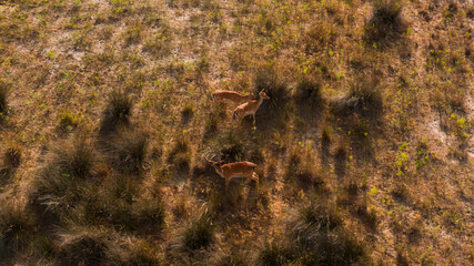 A herd of fallow deer is running in the pasture. Beautiful wildlife scenery of roe deer from above. Drone using to overview number of many deer pieces.