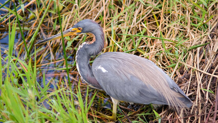 Closeup of Fishing Bird