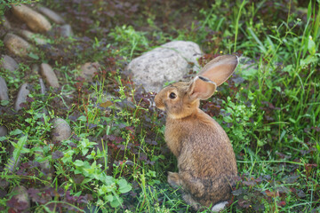 Cute young gray rabbit sitting quietly in natural surroundings of green grass. Summertime.