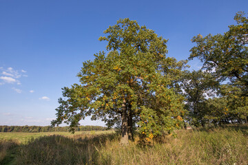 Fototapeta premium Autumn landscape beautiful colorful leaves on trees in an oak grove on a sunny day.