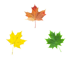Autumn fall leaf isolated set on white background