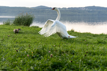 Ein Schwan auf einer gr&uuml;nen Wiese am Berzdorfer See bei G&ouml;rlitz in Sachsen.