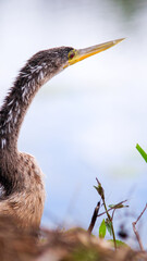 The Red Eye of an Anhinga