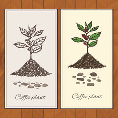 vector graphic label templates with coffee plants 2