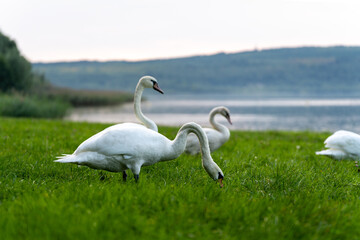 Ein Schwan auf einer grünen Wiese am Berzdorfer See bei Görlitz in Sachsen.
