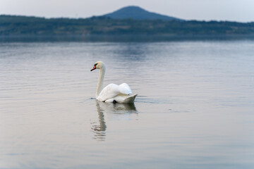 Ein Schwan auf einer gr&uuml;nen Wiese am Berzdorfer See bei G&ouml;rlitz in Sachsen.