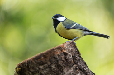 Little songbird sitting on the tree stump on green background. Great Tit (Parus major)