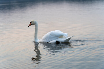 Obraz premium Ein Schwan auf einer grünen Wiese am Berzdorfer See bei Görlitz in Sachsen.