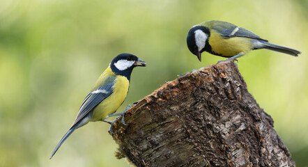 Little birds sitting on wooden stump with sunflower seeds. Great Tit (Parus major)