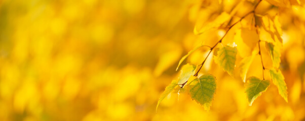 Autumn background. Colorful autumn leaves on a tree