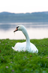 Ein Schwan auf einer grünen Wiese am Berzdorfer See bei Görlitz in Sachsen.