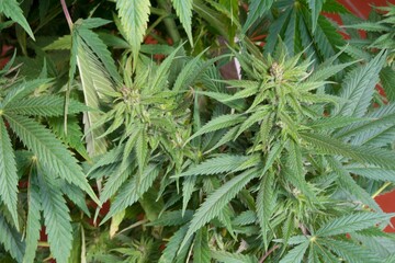 Planta de marihuana, cannabis