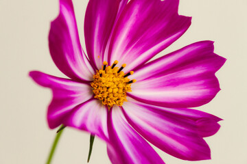 Detail with shallow focus of white flower with yellow stamens in macro nature on bright blackground. Delicateand artistical beauty nature image.