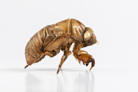 Focus stack macro shot of a Cicada shell on a white background