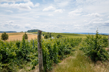Obraz premium Mikulov, South Moravian Region, Czech Republic, 05 July 2021: green young vineyards hills at St. Jacob's Way at sunny summer day, panoramic landscape view, wine street, tourist destination, Palava