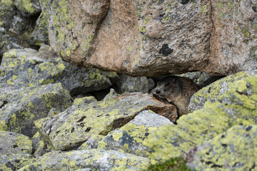 marmot in a mountain and rock