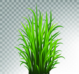 Green grass set. Fresh herb: natural, organic, bio, eco label and shape isolated on white background. Vector illustration.