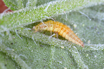 Larwa of green lacewing (Chrysopidae) hunt on Glasshouse whitefly (Trialeurodes vaporariorum) on the underside of tomato leaves. It is the natural enemy of pests.