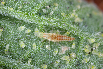 Larwa of green lacewing (Chrysopidae) hunt on Glasshouse whitefly (Trialeurodes vaporariorum) on the underside of tomato leaves. It is the natural enemy of pests.