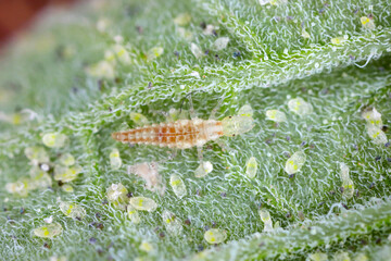 Larwa of green lacewing (Chrysopidae) hunt on Glasshouse whitefly (Trialeurodes vaporariorum) on the underside of tomato leaves. It is the natural enemy of pests. - obrazy, fototapety, plakaty