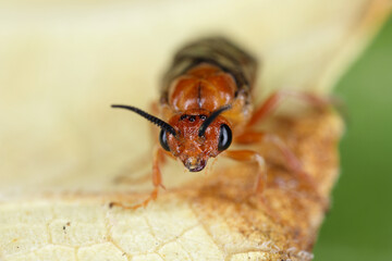 Female of Neodiprion sertifer - the European pine sawfly or red pine sawfly. It is considered a pest as it eats a lot of needles.