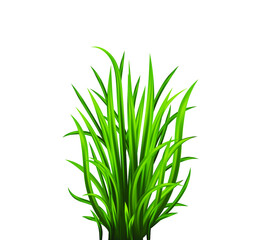 Green grass set. Fresh herb: natural, organic, bio, eco label and shape isolated on white background. Vector illustration.