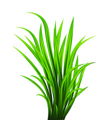 Green grass set. Fresh herb: natural, organic, bio, eco label and shape isolated on white background. Vector illustration.