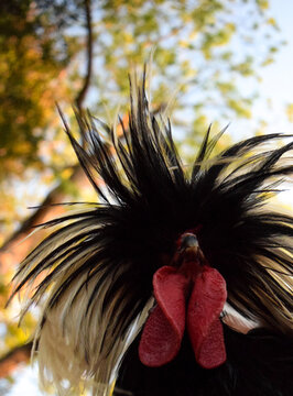 Rooster Close Up