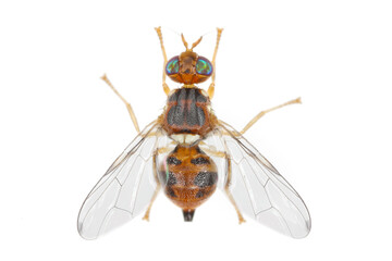 Olive Fruit fly- Bactrocera oleae. One of the most important olive pests.