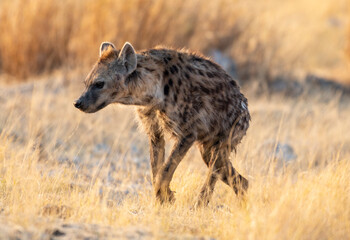 Naklejka na ściany i meble Etosha National Park Namibia, Africa, spotted hyaena walking.