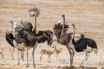 Etosha National Park Namibia, Africa   ostrich around a waterhole.