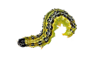 The boxwood moth caterpillar Cydalima perspectalis