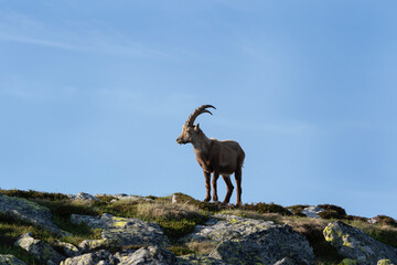 Alpine ibex, capra ibex, Switzerland