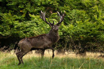 Naklejka na ściany i meble Red deer during rut season. Male of red deer in autumn. Deer roar in the forest. European wildlife. 