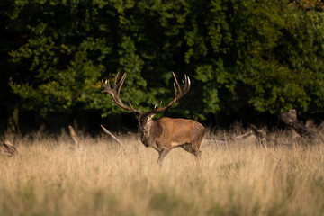 Red deer during rut season. Male of red deer in autumn. Deer roar in the forest. European wildlife. 