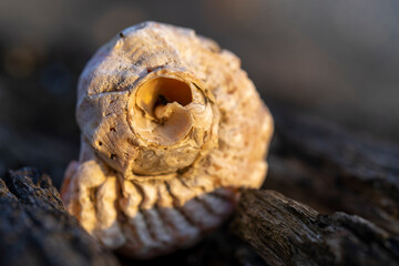 Obraz premium Still life with seashells on a blurry background