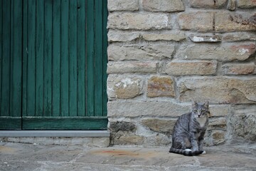 green door grey cat